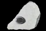 Phaetonellus Trilobite (Uncommon Proetid) - Morocco #134376-2